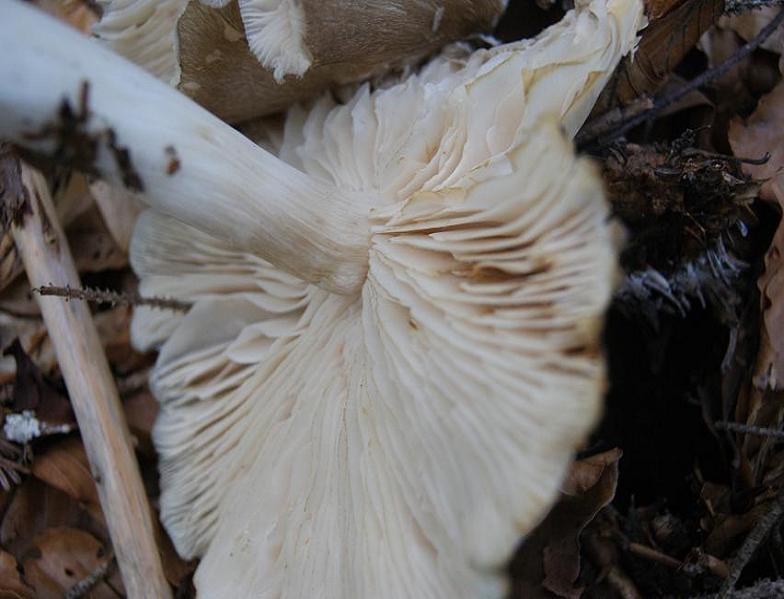 ritrovamento del 9/7